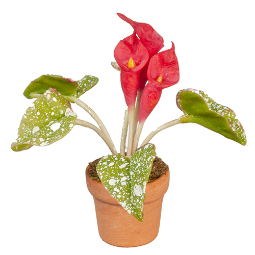 Red Calla Lily In Pot
